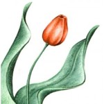 Ovi tulipán